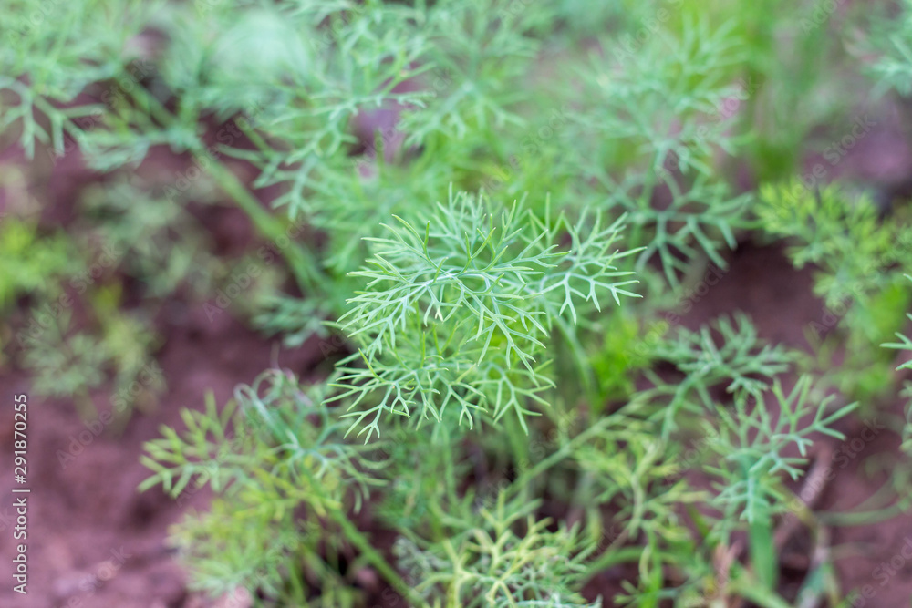 green moss on a tree