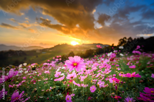 mountain landscape of cosmos flowers garden field in sunset sky © jaboo_foto