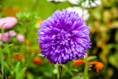 Purple aster on a green background closeup 