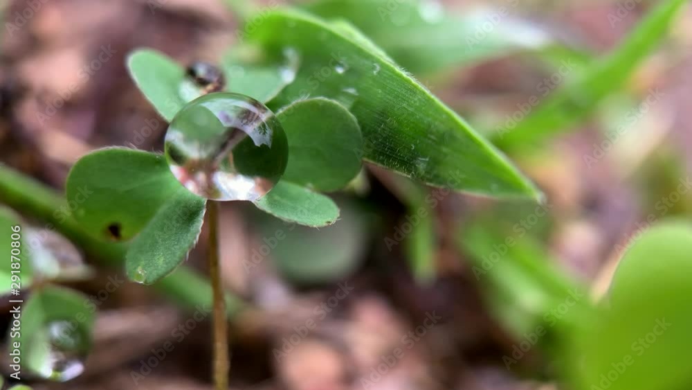 Close up view of a clover plant with water droplets. Close up view of a clover plant with water droplets.