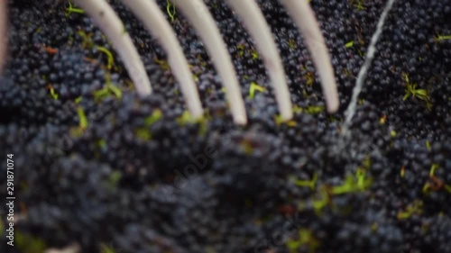 Raking Pinot Noir grape bunches with rake for de-stemming and wine making, close up photo