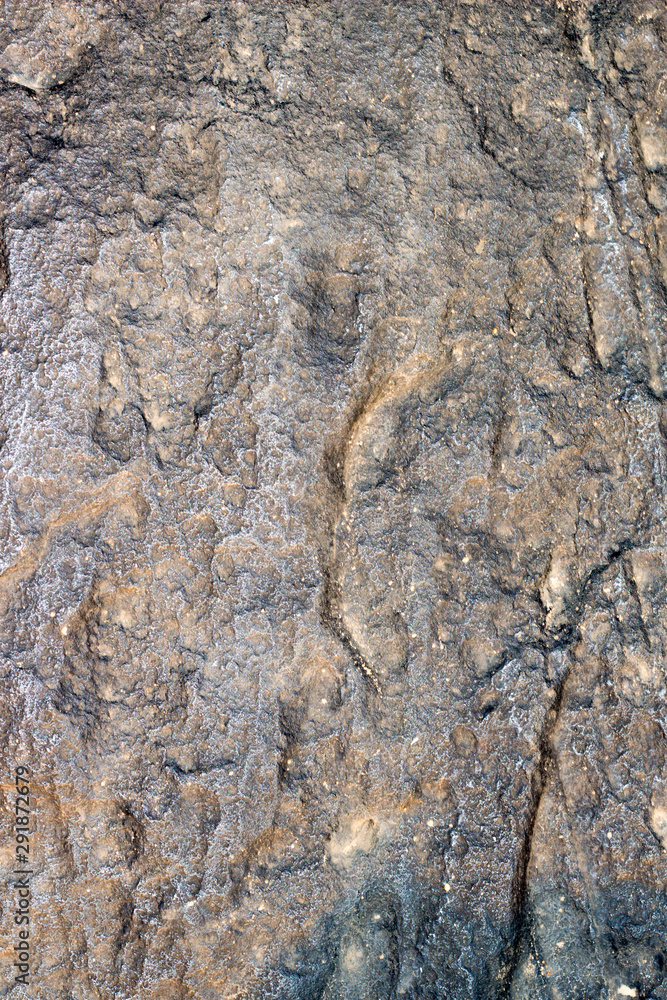 bark of a tree bark of a tree