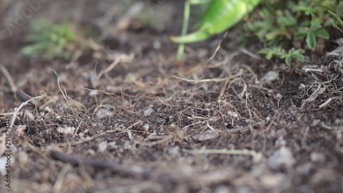 Saddle-backed bush cricket leaving the area after laying its eggs. photo