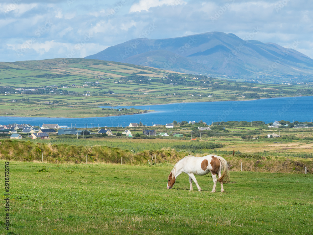 Obraz premium Grazing Horse in Ireland