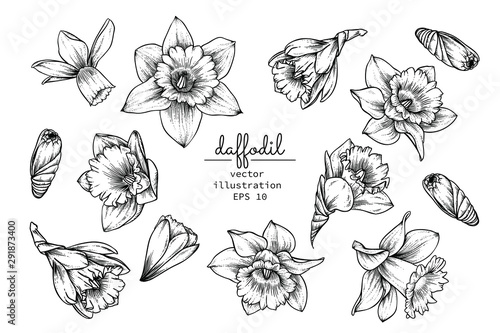 Sketch Floral Botany Collection. Daffodil or Narcissus flower drawings. Black and white with line art on white backgrounds. Hand Drawn Botanical Illustrations.Vector.
