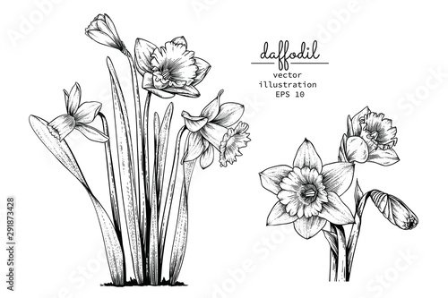 Sketch Floral Botany Collection. Daffodil or Narcissus flower drawings. Black and white with line art on white backgrounds. Hand Drawn Botanical Illustrations.Vector.