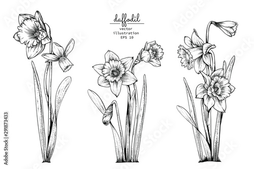 Sketch Floral Botany Collection. Daffodil or Narcissus flower drawings. Black and white with line art on white backgrounds. Hand Drawn Botanical Illustrations.Vector.