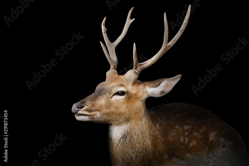 Spotted deer or chitals portrait on black background with clipping path. Wildlife and animal photo © bigy9950