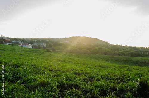 Morning Sunrise Over Green Field photo