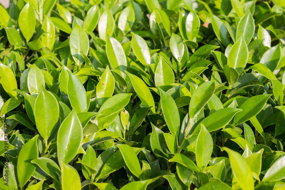 Fototapeta premium green leaves on background