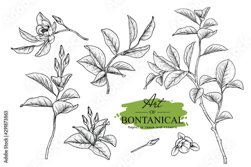 Sketch Floral Botany set. Magnolia flower and leaf drawings. Black and white with line art on white backgrounds. Hand Drawn Botanical Illustrations.Vector.Vintage styles.