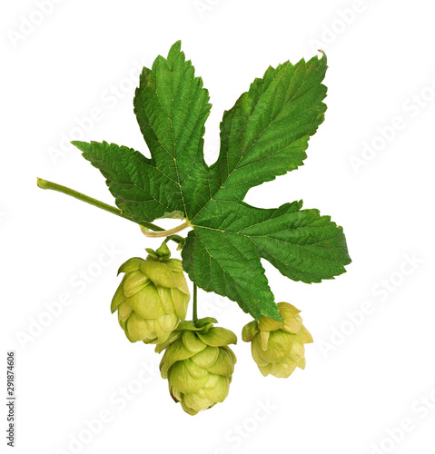 Branch of hops with green c...