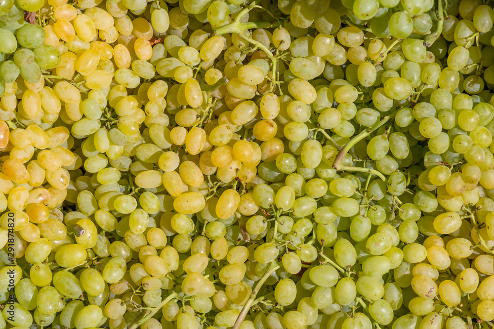 White grape fruits stacked on a surface as background.