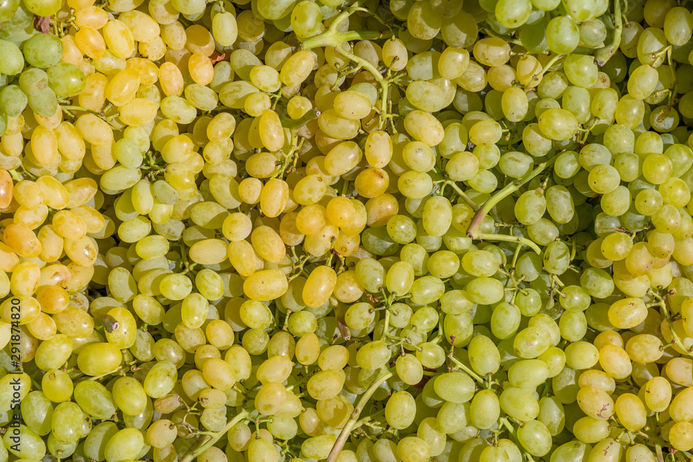White grape fruits stacked on a surface as background. White grape fruits stacked on a surface as background.