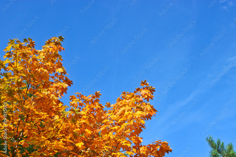 Autumn background - bright yellow leaves of Canadian maple against a blue sky. Indian summer. Autumn background - bright yellow leaves of Canadian maple against a blue sky. Indian summer.