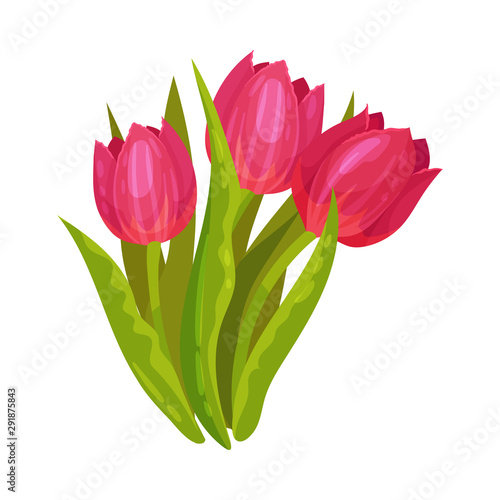 Fototapeta Naklejka Na Ścianę i Meble -  Red tulips. Vector illustration on a white background.