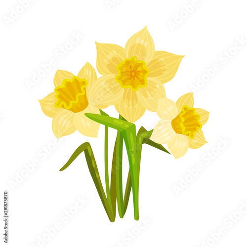 Yellow daffodil. Vector illustration on a white background.