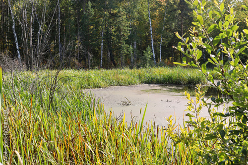 A swamp overgrown with sedge and cattail. The surface of the water is overgrown with duckweed. Impassable swamps.