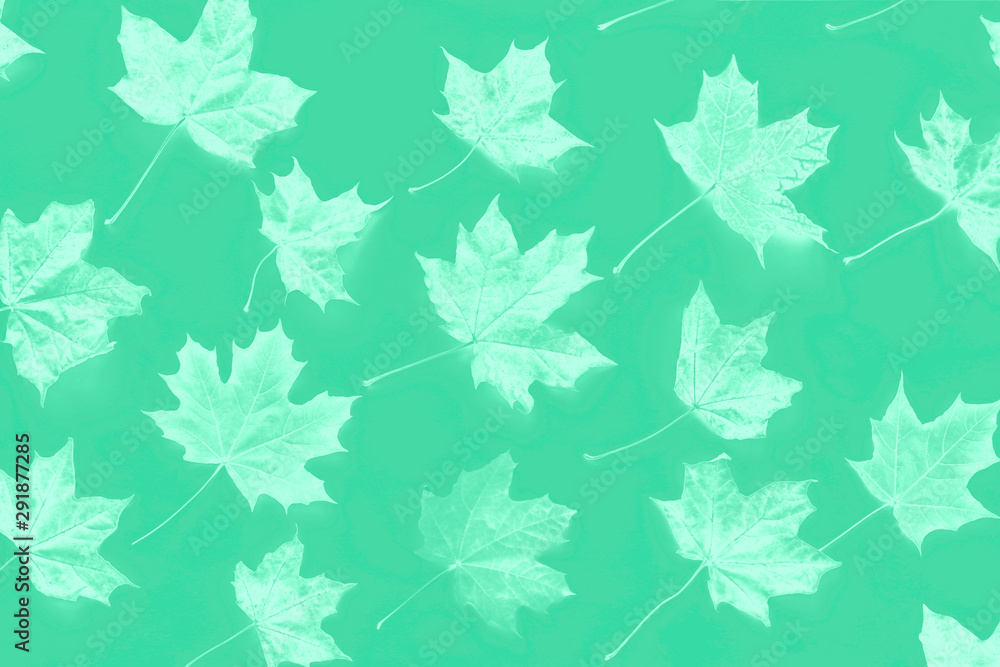 Pattern of monochrome green mint autumn maple leaves on a white background. Flat lay, top view. Pattern of monochrome green mint autumn maple leaves on a white background. Flat lay, top view.