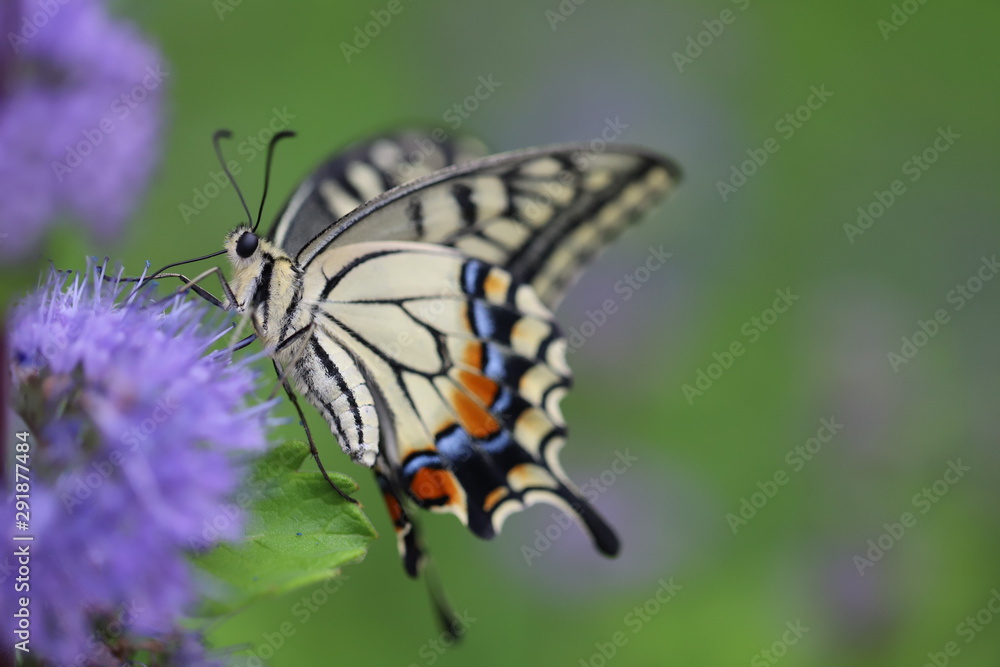 Fototapeta premium ダンギクに止まるアゲハチョウ