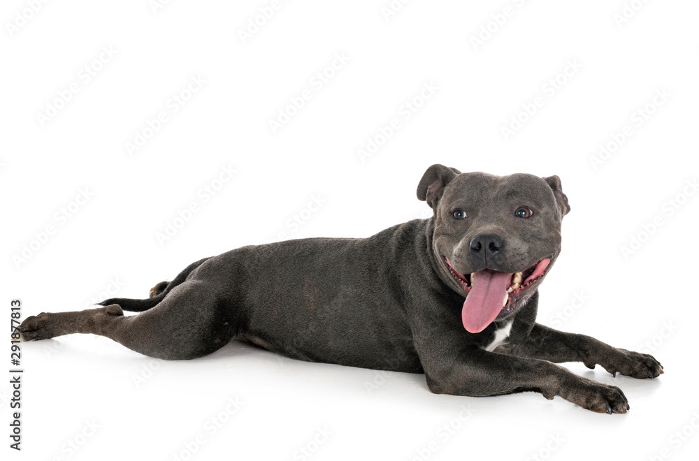 Obraz premium staffordshire bull terrier