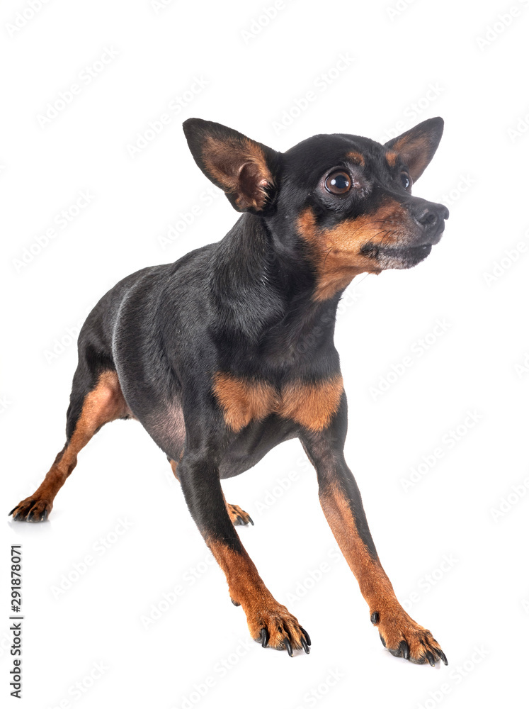 miniature pinscher in studio miniature pinscher in studio
