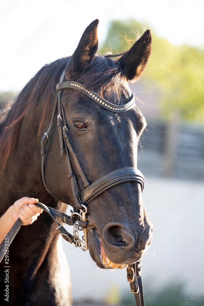 Obraz premium black stallion outdoors