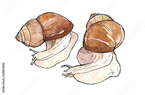 Watercolor hand drawn sketch illustration of two snails Achatina isolated on white