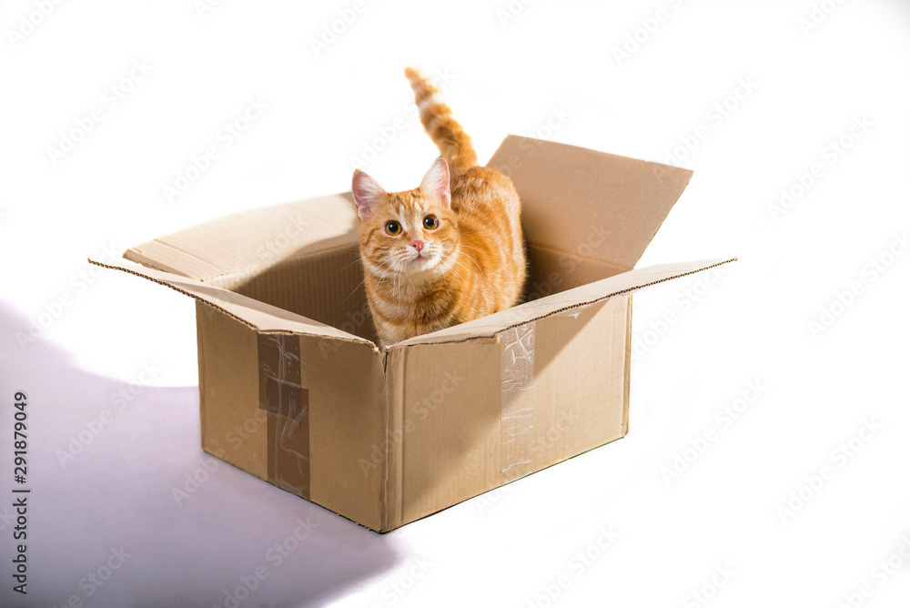 Yellow ginger cat in box pet isolated