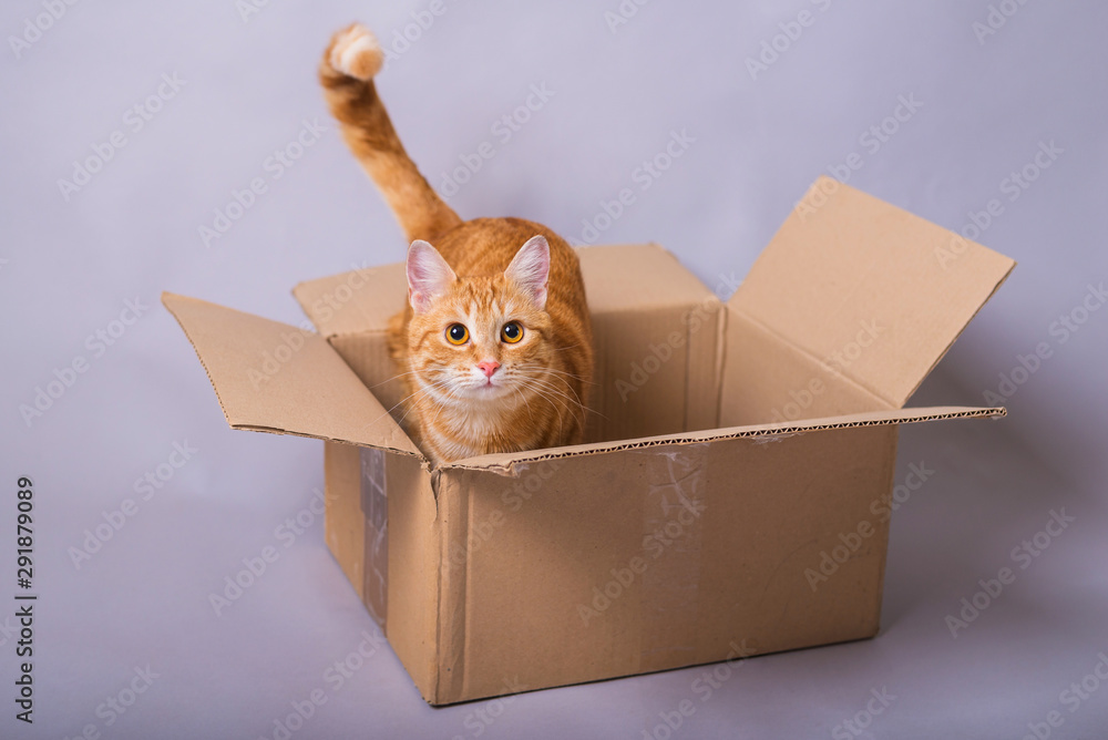 Funny red cat in a box on a gray background.