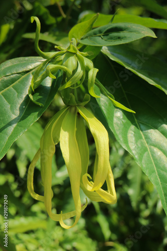 Cananga close up in garden