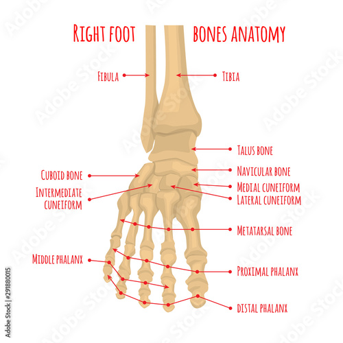 Foot bones anatomy