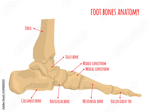 Foot bones anatomy