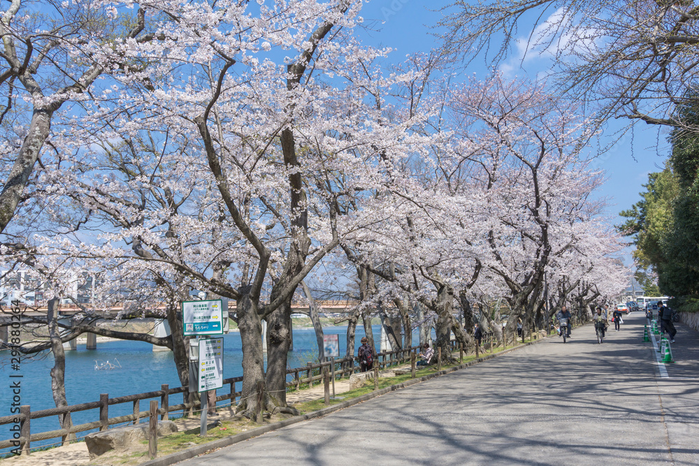 Sakura blooming at Okayama, Japan Sakura blooming at Okayama, Japan