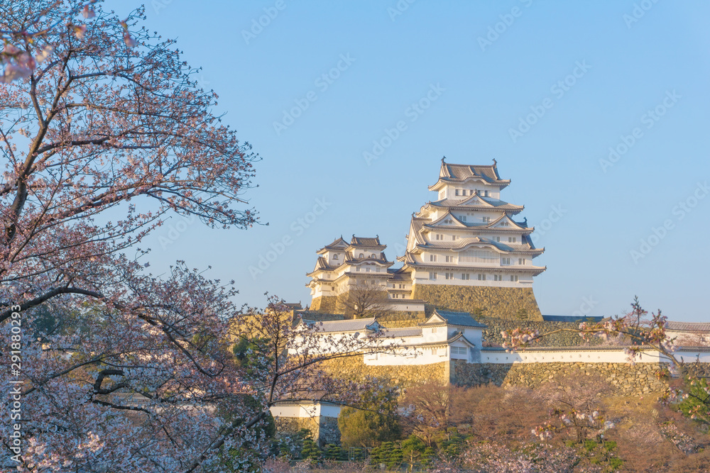 Himeji castle with sakura blooming season