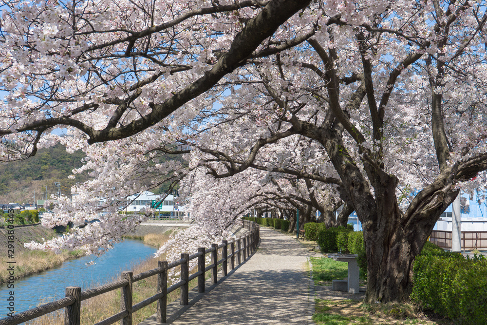 Sakura tunnel blooming at Tottori, Japan Sakura tunnel blooming at Tottori, Japan