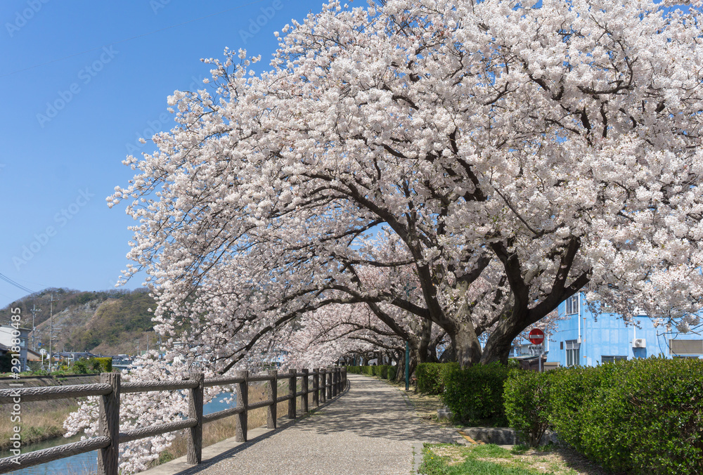 Sakura tunnel blooming at Tottori, Japan Sakura tunnel blooming at Tottori, Japan