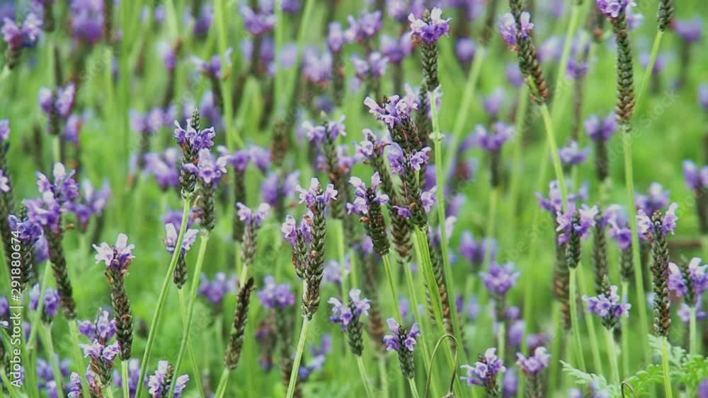 Moving lavender flower field in the wind. Background for natural and freshness concept. Moving lavender flower field in the wind. Background for natural and freshness concept.