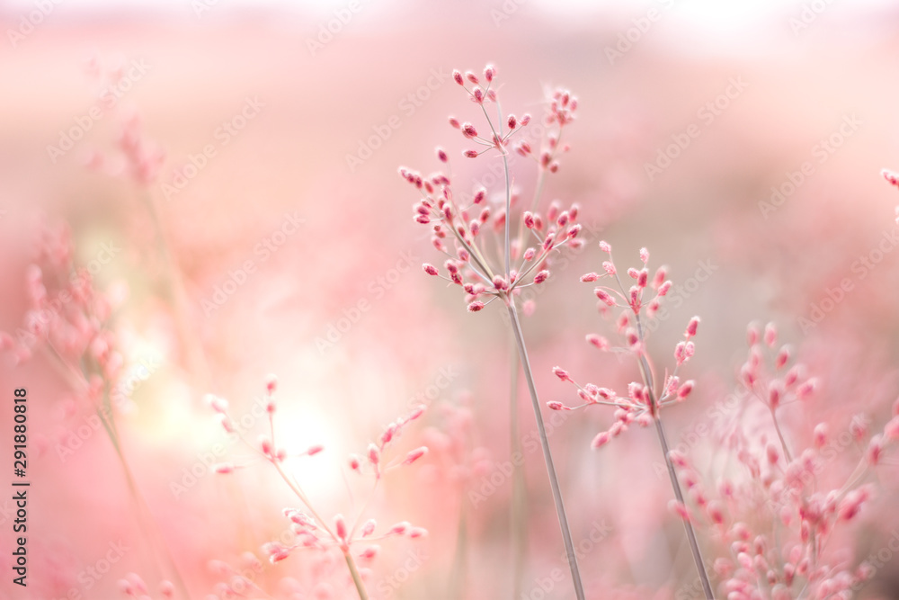 There're tiny grass flowers that blooming in the warmly light of the dawn. The background is blurry garden, Selective focus, Autumn Season, Pink Valentine Concept.