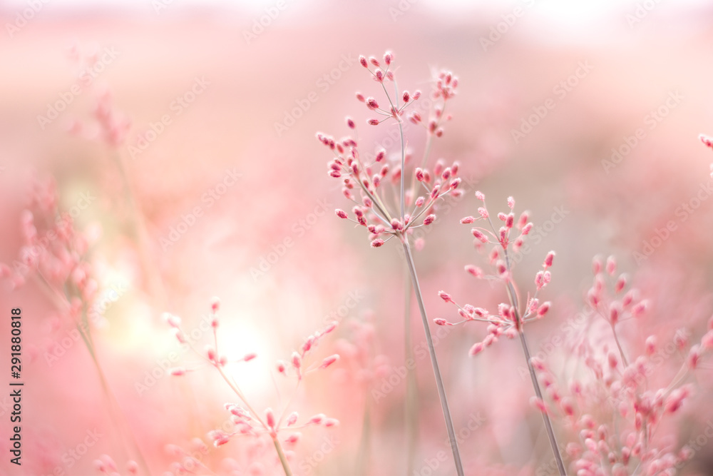 There're tiny grass flowers that blooming in the warmly light of the dawn. The background is blurry garden, Selective focus, Autumn Season, Pink Valentine Concept. There're tiny grass flowers that blooming in the warmly light of the dawn. The background is blurry garden, Selective focus, Autumn Season, Pink Valentine Concept.