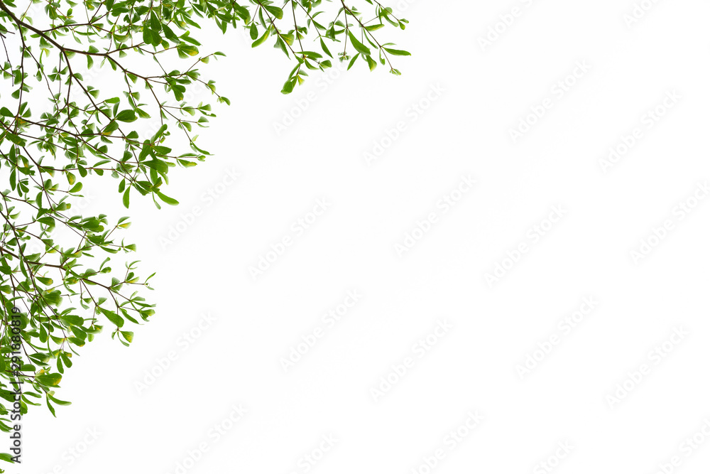 Obraz premium Green Leaves on white background.