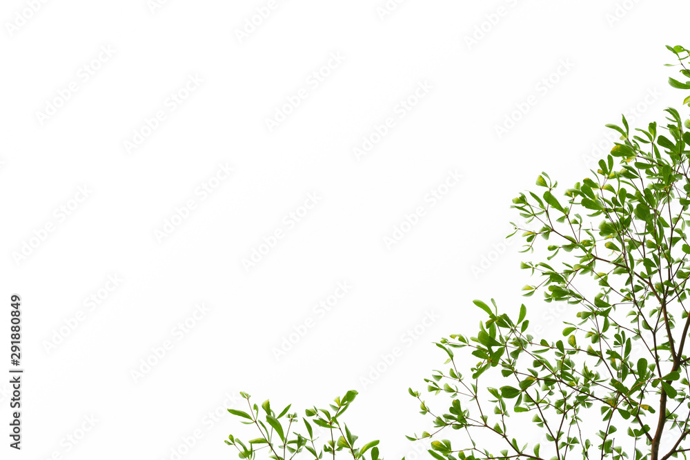 Green Leaves on white background. Green Leaves on white background.