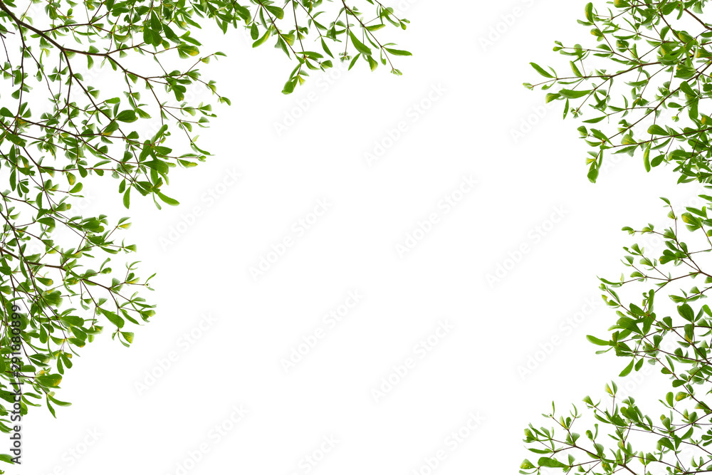 Green Leaves on white background. Green Leaves on white background.
