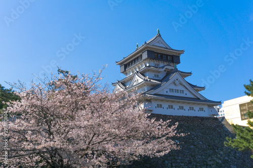 Kokura castle with sakura blooming