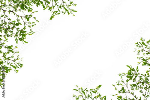 Green Leaves on white background.