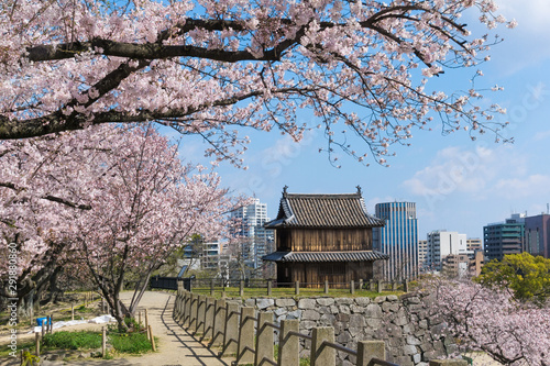 Sakura blooming at Fukuoka castle, Japan