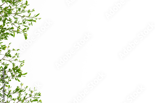 Green Leaves on white background.