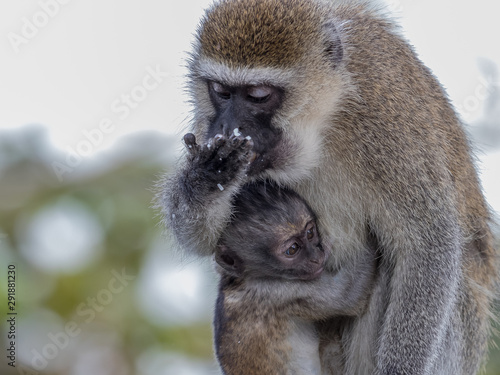 Fototapeta Naklejka Na Ścianę i Meble -  A Vervet Monkey mother and her baby