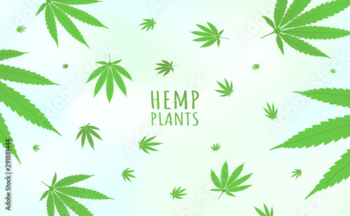 Cannabis hemp plants background horizontal pattern with marijuana hemp plant green leaves flat style design vector illustration isolated on bright background.