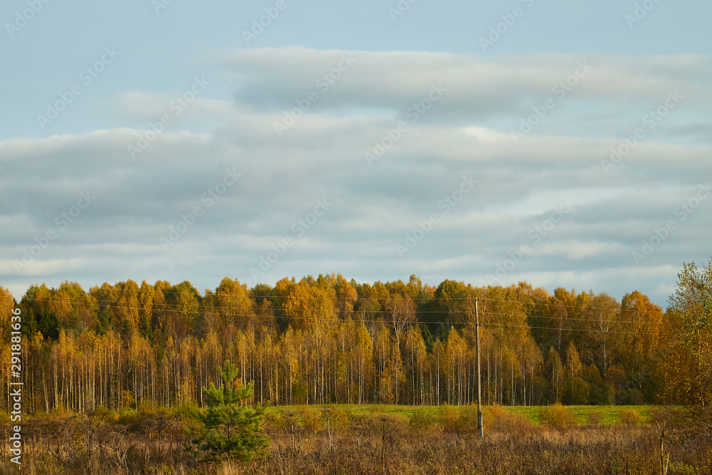 Landscape with yellow field, forest and blue sky with clouds. Autumn nature